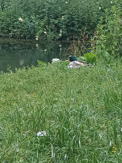 A mallard duck is resting on a grassy bank beside a body of water. The duck, facing left, has its head tucked in. The water reflects the dense green foliage of trees and bushes that line the opposite bank. The foreground is dominated by tall, lush green grass with scattered small yellow flowers and white debris. The scene appears to be a natural or semi-natural area, possibly within Arun, United Kingdom, given the presence of water and vegetation.