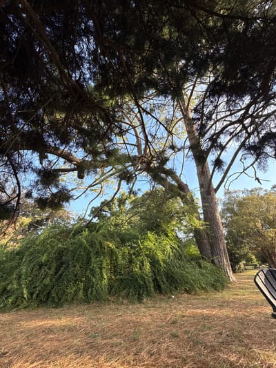 A tree stretches across the frame, seemingly bridging a gap between dense foliage and a clear blue sky. To the left, the tree's dark branches reach towards the heavens, while on the right, a thick wall of green shrubbery and dry grass rises to meet the sky. The composition is angled upward, creating a sense of depth and perspective, highlighting the natural textures of the bark, leaves, and grass.
