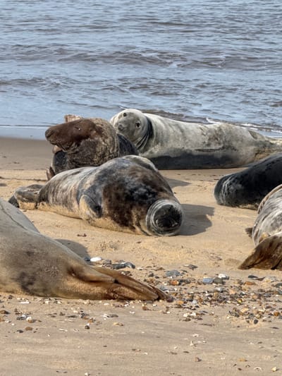 The scene depicts a group of several grey seals (Halichoerus grypus) resting on a sandy beach in North Norfolk, United Kingdom, adjacent to the North Sea. In the immediate foreground, the posterior body and flippers of a light-brownish-grey seal are partially visible on the left. Directly behind it, a dark grey seal with mottled patterns lies prone, its head turned slightly to the right with its muzzle and closed eyes facing the viewer. To the left and slightly behind this seal, another dark grey seal with a brown head is visible, also resting. Further back and to the right, a lighter grey seal with a darker ventral side lies on its left side, its head lifted and turned directly towards the observer with eyes open. Partially visible on the far right are sections of at least two additional dark grey seals. The ground consists of light brown sand interspersed with numerous small, multi-colored pebbles and shell fragments, particularly prominent in the lower half of the image. The background features the calm, rippling surface of the sea under natural daylight conditions. No human presence or artificial structures are observed.