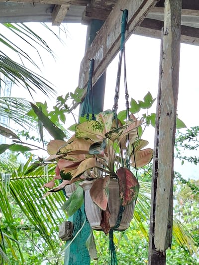 The image captures a potted plant hanging outdoors, suspended from a weathered wooden beam. The plant features striking variegated leaves, displaying a mix of green, pink, and reddish hues, characteristic of an Aglaonema. It is held in a grey or light-colored pot, secured by green ropes or strings that are tied to the wooden structure above.
The wooden beam appears rustic and robust, forming part of a larger, unseen structure. Behind the hanging plant, the background is dominated by a bright, clear sky, indicating it is daytime. Below and around the plant, a dense array of green foliage is visible, including distinct palm fronds and other leafy plants, suggesting a lush, tropical or subtropical environment. The overall impression is one of an informal garden or outdoor space.
There is no specific activity or event taking place; the scene depicts a static arrangement of the plant within its natural surroundings. No people are visible, and there is no discernible text within the image. The bright natural light suggests good weather conditions. The location context of Meunasahreudeup, Indonesia, aligns well with the tropical vegetation shown.