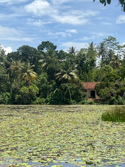 The image depicts a lotus pond in Moodugamuawa, Sri Lanka. The pond is densely covered with lily pads, creating a green surface. A structure with a red tile roof is visible amidst the dense trees behind the pond. Palm trees and other trees are interspersed throughout the landscape. The sky is visible above the trees, with white clouds.