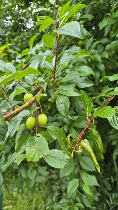 The image shows a close-up view of a tree branch laden with green, unripe plums. The plums are small and oval-shaped, with a smooth skin. They are clustered together in small groups of two or three, attached to thin red stems. The branch itself is brown and textured, with smaller twigs branching off.

The leaves of the tree are a vibrant green, with a slightly serrated edge. Some leaves appear to have small holes or imperfections, possibly from insects or disease. The background is a blur of more green foliage, suggesting a dense canopy. The lighting suggests it is daytime, but the overcast conditions are not clear. The overall impression is one of natural growth and the early stages of fruit development. The scene appears to be set in a natural outdoor environment, possibly a garden or orchard. There is no visible text in the image.