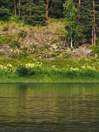 The image depicts a body of water in the foreground, with a gentle ripple pattern on its surface, reflecting the surrounding greenery. In the middle ground, a lush bank is covered in dense green grass, interspersed with clusters of small white and yellow wildflowers. Behind the bank, a rocky, uneven slope rises, sparsely covered with vegetation and some larger stones. The background is dominated by a dense forest of coniferous trees, with tall, dark green trunks and foliage. A single birch tree with a white trunk stands out amidst the pines. The overall impression is of a natural, serene riverside landscape, likely in a rural or wilderness setting. The location is identified as Beregovaya-Podemnaya, Russia. There are no people or animals visible in the image.
