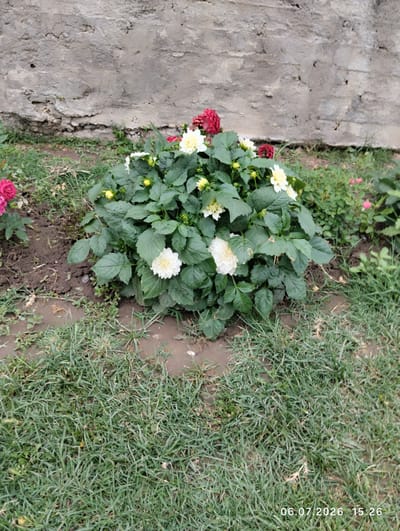 A close-up, medium shot captures a dense bush of white and red dahlias in bloom, situated in front of a rough, grey concrete wall. The flowers are vibrantly colored, with delicate petals. The ground around the bush is a mix of dark soil and green grass, with some patches of mud visible. The wall appears weathered and textured, suggesting an outdoor setting. The lighting suggests it is daytime.