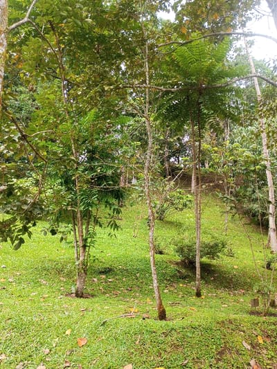 The image portrays a natural outdoor environment located in Kanand, India. The scene is characterized by dense green vegetation, with bright green grass covering undulating ground throughout the foreground and midground. Numerous scattered brown and yellow fallen leaves are visible on the grass. Several slender trees with light-colored, smooth trunks and varying types of green foliage are distributed across the scene, intermingled with smaller green shrubs. The background features a denser array of trees and foliage on a gently ascending slope. No individuals or man-made objects are present. The lighting suggests diffused daylight conditions.