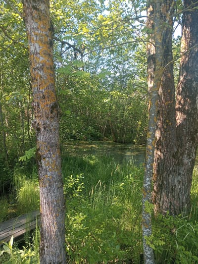 The image displays a lush, verdant natural landscape, likely a forest bordering a wetland or swamp, situated in Kommunar, Russia. Two prominent tree trunks stand in the immediate foreground, framing the central view. The left tree features light gray bark heavily patterned with bright yellow and orange lichen, while the right tree has darker, rougher bark. Both trees exhibit an abundance of light green foliage, characteristic of deciduous species, with branches reaching towards a bright blue sky.
In the mid-ground, a still body of water, possibly a pond or bog, is visible. Its surface is largely obscured by a dense, bright green layer of aquatic vegetation, likely duckweed. The area surrounding the water body and extending into the foreground is covered in tall, vibrant green grasses, various shrubs, and smaller leafy plants, creating a rich tapestry of greenery. A wooden plank or small boardwalk is partially visible in the bottom-left corner, emerging from the tall grass, suggesting a path or access point to the water.
The scene is bathed in bright, direct sunlight, indicating a clear and sunny day, likely in the late morning or early afternoon, which enhances the vibrant green hues of the foliage. No people, animals, or visible text are present in the image. The overall impression is one of serene natural beauty and a thriving, untouched ecosystem.
