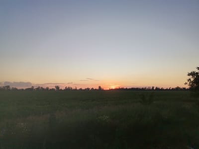 The image depicts a rural landscape at dusk, possibly on the outskirts of Zlatopil, Ukraine. The horizon is marked by a line of trees silhouetted against a sky transitioning from pale blue at the top to soft orange and pink hues near the setting sun. The sun itself is a bright, diffused orb just above the tree line, casting a warm glow. In the foreground, a wide, flat field stretches across the frame, appearing to be agricultural land with crops, though the details are obscured by the low light. The immediate foreground consists of tall, dark grass and some wildflowers, suggesting a natural embankment or roadside. No people or man-made structures, other than potentially distant agricultural features, are visible. The overall atmosphere is peaceful and serene.