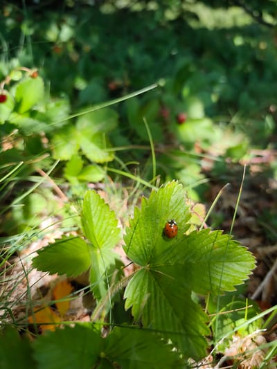 A close-up, natural light photograph captures a ladybug on a bright green strawberry leaf. The ladybug, a small insect with a red shell and black spots, is positioned on the upper right portion of the leaf. The leaf itself is detailed with serrated edges and visible veins, casting a soft shadow. Surrounding the leaf are blades of grass and other green foliage, with hints of dried leaves and soil visible beneath. In the background, out-of-focus red objects, possibly wild strawberries, and more green leaves suggest a natural outdoor setting. The overall impression is one of a tranquil, sun-dappled moment in nature. There are no people or buildings visible in this scene, and the location is not specified as being in Dolovi, Montenegro.