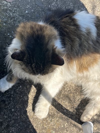An adult domestic feline is observed lying prone on a grey, textured concrete or stone pavement surface in the city of Dolno Sahrane, Bulgaria. The cat possesses a medium-to-long haired coat, displaying a calico pattern with distinct patches of dark brown/black, white, and tan/ginger coloration. Its head is oriented downwards, predominantly dark brown/black with white fur visible around the muzzle and cheeks. Both ears are dark and visible. The body exhibits a mosaic of these three colors, with white fur prominent on the lower body and all visible paws. Strong, natural light illuminates the scene, casting defined shadows from the cat's body and limbs onto the pavement, indicative of direct sunlight. A small, white, cylindrical object is partially visible in the bottom right corner of the frame. No other subjects are present.
