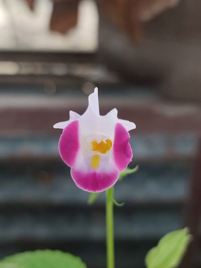 A close-up, eye-level shot captures a single, delicate flower in bloom. The flower exhibits a striking color gradient, transitioning from white at the top to a vibrant pink at the edges of its petals. A bright yellow center adds a contrasting focal point. The flower is supported by a thin green stem, which extends downwards. In the foreground, out-of-focus green leaves frame the lower portion of the image, suggesting a garden setting. The background is blurred, showing horizontal bands of muted colors, indicative of a natural or outdoor environment. The scene does not contain any people or evidence of human activity. There is no discernible information in the image to suggest its location in Blang Cut, Indonesia.