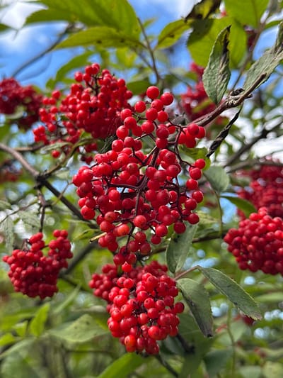 A cluster of small, red berries hangs from a branch, surrounded by green leaves. The berries are round and plump, and they are clustered together in tight bunches. Some of the leaves are a vibrant green, while others are a darker, more muted shade. The background is a blur of green and blue, suggesting a natural setting, possibly a park or garden. The image is taken from a low angle, looking up at the berries and leaves against the sky. There are no people or animals visible in the image. The scene appears to be a close-up shot, focusing on the details of the berries and foliage.
