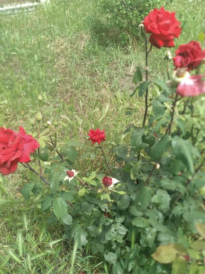 The image depicts a close-up view of several red roses blooming amongst green foliage and grass. The roses are in various stages of bloom, with some fully open and others as buds. The setting appears to be an outdoor environment, possibly a garden or park. The background consists of more greenery and hints of dry grass, suggesting a natural or unkempt area. The lighting suggests it is daytime. There are no people or animals visible in the image. The image is slightly blurry, giving a soft focus to the scene.