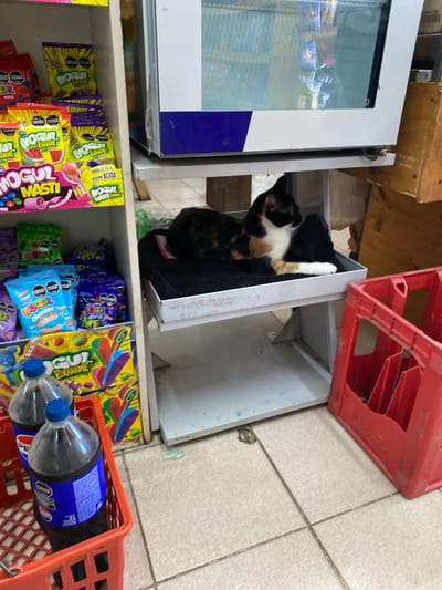 A calico cat is asleep on a shelf in front of a display of candy and soda bottles, in what appears to be a small convenience store in Tanti, Argentina. The cat is black, white, and orange, with its head resting on a dark-colored pillow. The shelves are stocked with various colorful bags of candy, including brands like "MOGUL MASTI" and "MOGUL EXTREME". Below the shelves, two large blue Pepsi bottles are visible in a red plastic crate. The floor is tiled in a light beige color. The background includes a refrigerated display case and wooden shelving.