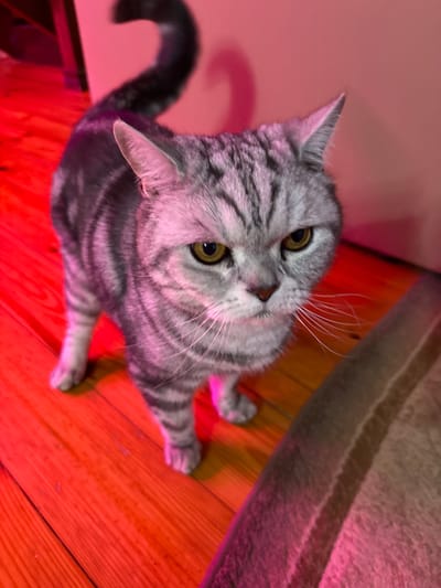 A grey tabby cat with yellow eyes stands on a wooden floor that is illuminated by red light. The cat is facing forward and looking directly at the camera. Its tail is curled upwards. The background is a pink wall, with a shadow cast by the cat's tail. To the right of the cat is a textured, multi-colored surface, possibly a rug or carpet. The scene is indoors and does not provide any clues about the city of Кукуи, Russia.