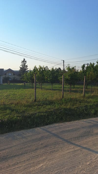 The image depicts a scene in Sărata-Galbenă, Moldova, featuring a rural or semi-rural setting. In the foreground, a dirt road with tire tracks is visible, suggesting vehicle activity. Beyond the road, a grassy area is present, bordering a fence made of concrete posts and wire mesh. Inside the fenced area, several young trees are planted in a row, appearing to be an orchard or garden. In the background, a house with a sloped roof and a visible window can be seen, along with a tall evergreen tree. Overhead, power lines stretch across the frame, supported by utility poles. The sky is clear and blue, indicating fair weather.