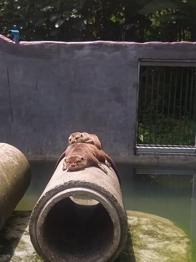 Two otters are resting on a concrete pipe in what appears to be an enclosure at a zoo. The larger otter lies prone on the pipe with its head facing the camera, while a smaller otter rests on top of it. The concrete pipe is partially submerged in water. Behind the pipe is a concrete wall with a barred window or vent. There is also a smaller segment of concrete pipe to the left. The location is Takdat, Thailand.