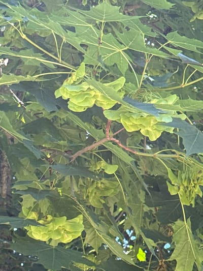 The image depicts a close-up view of a tree with abundant green foliage and clusters of light green, winged seeds, commonly known as samaras. The leaves are large and palmate, with serrated edges, characteristic of a maple tree. The samaras are densely packed, forming hanging clusters. The background is blurred, showing more leaves and branches, with hints of sunlight filtering through, creating bright spots. The scene is outdoors, likely in a natural or park-like setting, given the dense greenery. There are no people or animals visible in the image. The composition focuses on the intricate details of the tree's reproductive structures and leaves. The location is described as being in the city of Rudamina, Lithuania.