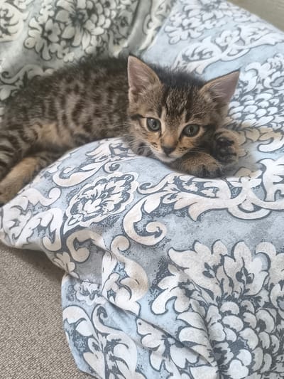 The image shows a tabby kitten lying on a patterned pillow. The kitten is mostly visible, with its head facing the camera. Its fur is a mix of brown, black, and grey stripes. It has green eyes and small pink ears. The kitten's front paws are resting on the pillow, with one paw extended slightly. The pillow has a blue and white floral pattern. The background is blurred but appears to be a couch or other upholstered furniture. The scene is indoors and appears to be a domestic setting. There is no indication of the location in the city of Răuțel, Moldova.