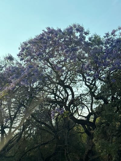 The image displays a large tree, identified as a Jacaranda, covered in abundant clusters of vibrant purple blossoms, situated in Tepoztlán, Mexico. Its dark, gnarled branches form an intricate canopy against a clear, light blue sky which occupies the upper portion of the frame. Scattered green foliage is visible among the purple flowers and in the denser background area beneath the main tree canopy. No individuals, explicit actions, or direct interactions are depicted. A diagonal band of light reflection is present in the lower-left quadrant, consistent with observation through a reflective surface such as glass. The environment appears verdant under bright daylight conditions.