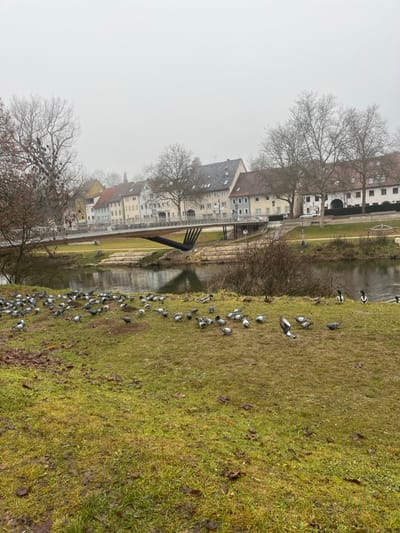 The image presents an outdoor scene along the Danube River in Tuttlingen, Germany, under an overcast sky.

In the foreground, a large, uneven grassy area occupies the lower half of the frame. This grass exhibits varying shades of green, yellow, and brown, with visible patches of dark soil and fallen leaf debris, particularly on the left. A significant congregation of approximately fifty to sixty pigeons (Columba livia domestica), primarily grey, are scattered across this grassy expanse, most appearing stationary on the ground, while one pigeon is captured in mid-air near the center-right. Closer to the water's edge, at least seven mallard ducks (Anas platyrhynchos) are visible, some on the grass and some partially submerged in the river. A large, bare deciduous tree with discernible clusters of mistletoe occupies the far left of the foreground.

The midground features the dark, calm surface of the Danube River, flowing horizontally across the frame and reflecting the muted light and surrounding structures. Spanning the river is the modern Fußgängerbrücke "Gabel" (Pedestrian Bridge "Fork"). This bridge has a light-colored walkway and railings, supported by a distinctive black, angular structure that extends from the riverbank, resembling a large, stylized fork. On the opposite riverbank, a paved pathway or road is visible, with at least two white passenger vehicles parked.

In the background, beyond the river and road, a row of multi-story buildings lines the street. These structures display diverse architectural styles and color palettes, including cream, light blue, yellow, a prominent reddish-orange building, and white. Their roofs are typically tiled or feature dark grey slate. Numerous bare deciduous trees are interspersed among the buildings and along the riverbanks, reaching towards the light grey, featureless sky that dominates the upper third of the image. No human figures are distinctly visible.