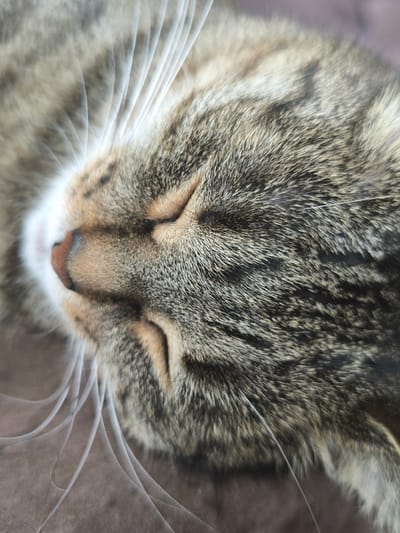 The image is a close-up, overhead shot of a domestic cat's face, which is sleeping. The cat has tabby markings with grey, brown, and black fur. Its eyes are closed, and its pink nose is visible. Long, white whiskers fan out from its muzzle. The background is a soft, blurry brown surface. The image does not provide any information about the location in the city of Chekhov-2, Russia.