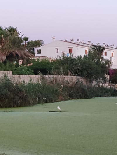 A white egret stands on a surface covered with green aquatic vegetation. In the background, a low stone wall separates the vegetation from a dense line of trees and shrubs. Behind the foliage, a row of white buildings with terracotta-tiled roofs and dark-framed windows is visible under a pale sky. Palm trees are present on the left side of the image. The scene appears to be outdoors, possibly in a natural or semi-natural water feature area within a residential or resort setting. The location is specified as Els Poblets, Spain.