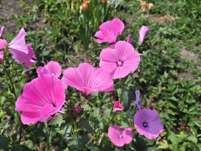 In Unarokovo, Russia, a close-up, high-angle shot captures a cluster of vibrant pink flowers blooming in a garden. The flowers, characterized by their delicate, crinkled petals and dark centers, are the primary subjects, arranged in a dynamic composition. Some flowers are fully open, revealing their intricate patterns, while others are buds, suggesting ongoing growth. The background consists of lush green foliage, providing a naturalistic setting. Sunlight illuminates the scene, highlighting the rich colors of the flowers and casting soft shadows. The image is an outdoor photograph, likely taken during daylight hours.