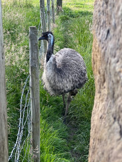 The media file is a photograph of an emu standing in a grassy enclosure. The emu is facing left, with its head down, appearing to peck at the ground. It has dark feathers with lighter grey and white accents, and its neck is black with blueish-white patches. A wooden fence with barbed wire runs across the foreground, separating the emu from the viewer. The background consists of lush green grass with some dry seed heads. The lighting suggests it is daytime, likely late afternoon due to the warm, golden tones. The setting appears to be a rural enclosure, possibly a farm or wildlife park. There is no visible text in the image.