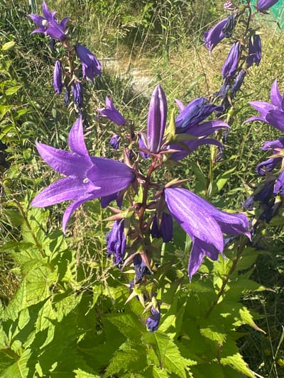 The image shows a close-up, vertical view of bell-shaped purple flowers, likely Campanula, in a natural outdoor setting. The flowers are the primary subjects, with several blooming and some in bud or withered stages. They hang from a thin, dark stem, creating a cascade effect. The background consists of green foliage and dry grasses, suggesting a late summer or early autumn scene. The sunlight is bright, casting distinct shadows on the leaves and highlighting the textures of the petals and foliage, indicating it is daytime. There are no people or visible text in the image. The location context provided is Борисово, Russia. The overall mood is serene and natural, focusing on the beauty of the wildflowers.