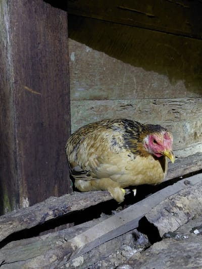 In Blang Pohroh, Indonesia, a light brown and black mottled chicken with a red comb and yellow beak is observed in a static, crouched position on a rustic, weathered wooden perch. The chicken's visible leg is light yellow. To the left, a dark, vertical wooden beam serves as a structural element. The background features a textured, aged wall with horizontal lines, consistent with rough-hewn wood or plaster. The scene is illuminated by a focused light source from the front-right, casting a distinct shadow of the chicken onto the upper-right wall. The area beneath the perch is dark and indistinct. No other subjects or actions are present.