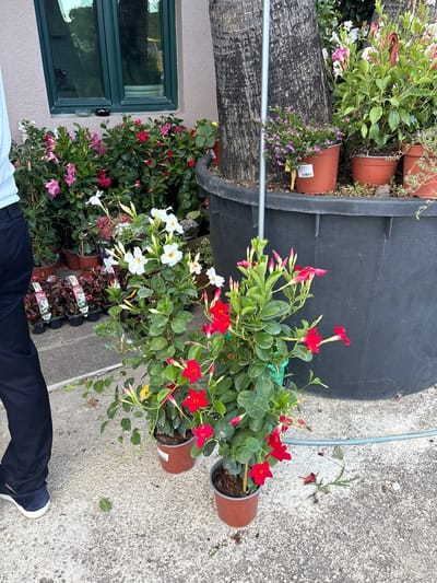 A person wearing dark blue pants and a light blue shirt stands to the left of the frame, partially visible, facing away from the camera. The person's footwear is dark blue with white soles. They are standing on a grey, speckled concrete surface.
In the mid-ground, several potted plants are arranged. Prominent among these are two potted plants with vibrant red flowers, each in a brown pot. Beside these, a potted plant with white flowers and a yellow center is also visible, in a brown pot. Behind these, a dense arrangement of flowering plants, with pink and red blooms, is present. These plants are in various brown pots and some black plastic pots. Some of these plants are displayed in a large, black, cylindrical planter, which dominates the right side of the frame. This planter has a textured surface and appears to be made of plastic.
In the background, a building with a light-colored facade and a dark green window is visible to the left. A large tree trunk, with dark, rough bark, is situated behind the plants and the black planter. A gray metal pole stands near the tree trunk, extending vertically. A light blue hose or cord runs across the concrete surface in the lower right portion of the image. The environment appears to be an outdoor retail space, possibly a garden center, given the arrangement of plants and the building. The overall scene depicts an outdoor display of flowering plants.