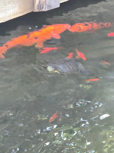 The image depicts a dark, murky pond. Several orange koi fish are visible swimming near a wooden structure on the left side of the image. A turtle is positioned in the middle of the pond. Reflections on the water surface suggest nearby foliage. The image was taken in Pasadena, United States of America.