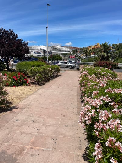 A bright, sunny day is depicted in Algeciras, Spain. The image captures a sidewalk adjacent to a road, lined with lush greenery and vibrant pink oleander flowers. In the background, modern white buildings with many balconies suggest a residential or commercial area. Palm trees are scattered throughout the scene, indicating a warm climate. Traffic, including cars and a white van, moves along the road. A large sign with red lettering is visible on the side of the road. The sky is a clear, deep blue with a few wispy white clouds. The overall atmosphere is one of a typical day in a Mediterranean city.