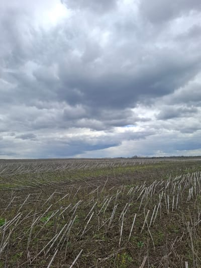 The image, originally rotated 90 degrees counter-clockwise, depicts a vast agricultural landscape under a cloudy sky. The scene is divided by a discernible horizon line, with the expansive sky occupying the upper two-thirds of the frame and the field filling the lower third.
The sky is largely overcast, dominated by a mix of light grey and white clouds that extend across the entire visible expanse. Patches of brighter, diffused light suggest the sun is intermittently breaking through the cloud cover.
The field in the foreground and midground appears to be in an off-season state, possibly after a harvest. It is densely covered with numerous dried plant stalks or stubble, predominantly in shades of light brown and grey, lying horizontally or angled across the dark earth. Amidst these remnants, sporadic patches of fresh green vegetation are visible, indicating new growth, weeds, or cover crops. In the far distance, a faint, dark line of trees or shrubs marks the edge of the field or a distant landscape feature, meeting the horizon.
No specific activity or event is taking place, and no people or animals are visible. The time of day appears to be daytime, given the overall illumination, though the heavy cloud cover prevents precise determination. The atmosphere conveyed is one of quiet solitude and the natural dormancy or transition of an agricultural area. There is no visible text in the image. The location context provided is Treshchevka, Russia.