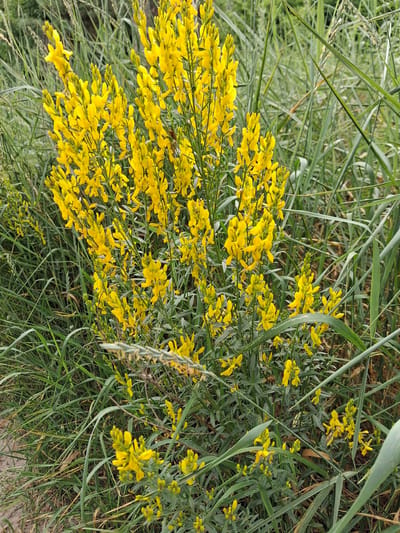 In Reutyntsi, Ukraine, a dense clump of bright yellow broom flowers stands prominently amidst tall, green grass. The flowers are clustered on long, thin stems, forming a vibrant splash of color against the muted green of the surrounding vegetation. The grass is long and somewhat unkempt, with some blades reaching higher than the flower stalks. The ground beneath is partially visible, appearing to be a mixture of soil and sparse, dry grass. The lighting suggests an overcast day, with soft, diffused light illuminating the scene without harsh shadows. There are no people or animals visible in this natural setting.