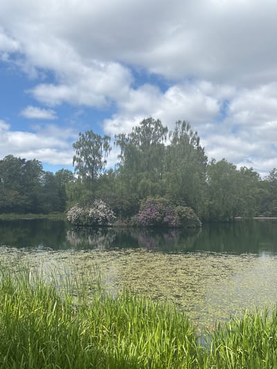 The image depicts a serene landscape in Thornliebank, United Kingdom, featuring a body of water reflecting the sky and surrounding trees. The sky is partly cloudy with patches of blue visible. Trees line the water's edge, some bearing flowers with pink and white blooms. A thick layer of green vegetation, possibly algae or lily pads, covers a portion of the water's surface, and reeds or tall grasses grow along the water's edge. There is no presence of people, objects or actions.