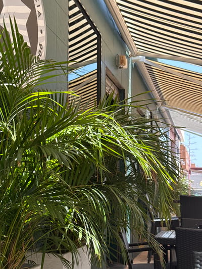 This media file showcases a close-up view of lush green palm fronds bathed in bright sunlight. The fronds are dense and verdant, with long, slender leaves that create a textured, layered effect. Sunlight filters through the foliage, casting dappled shadows and highlighting the vibrant green of the leaves.

In the background, architectural elements are visible, suggesting an outdoor setting. A striped awning or canopy, with alternating dark and light stripes, is angled across the top of the frame. Below this, a building facade can be seen, featuring a light-colored surface with geometric patterns, possibly reflecting the awning.

Towards the bottom left of the image, a circular logo or emblem is partially visible. It appears to be dark gray or black with white or light gray elements, including a star shape and what looks like text, with "CIA" and "90" clearly discernible. This suggests a business or establishment. The overall impression is that of a sunny day, likely in a warm climate, with an emphasis on the natural beauty of the palm plants juxtaposed with a modern architectural environment. The image seems to capture a moment of tranquility, with the sunlight and the greenery creating a peaceful ambiance. The location cues point towards Campillo Del Moro, Spain, hinting at a Mediterranean or similar coastal environment.