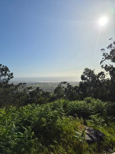The image presents a landscape view from an elevated position, possibly a hillside, likely in Esposende, Portugal, given the vegetation and general terrain. The sky is bright blue, with the sun visible as a white disk in the upper left. In the middle of the image, there is a view of the coast, with a hazy atmosphere obscuring details, however, it appears to be a view of the city of Esposende. The right of the image is dominated by lush green vegetation, including ferns and grasses. Some trees are visible along the top and bottom edges of the image. There are no people or animals visible.