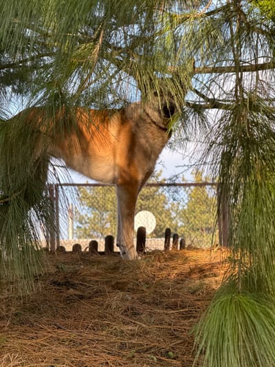 An upright image depicts a primate, possibly a lemur or similar monkey, standing among pine tree branches within an enclosure. The animal has light brown fur covering its body, with distinct dark fur patches around its eyes, forming a mask-like pattern. Its right forelimb is extended, gripping a thick, vertical structure composed of tightly woven or bundled dry grass or straw. The primate's body is partially obscured by the vibrant green needles of pine branches in the foreground and background.

The animal appears to be looking upwards and slightly to the left, seemingly observing its surroundings or reaching for something. In the background, a metal mesh fence is visible, suggesting an animal habitat. Beyond the fence, other trees and possibly distant structures can be discerned under a clear sky. The lighting in the image indicates either late afternoon or early morning, with warm, golden sunlight illuminating the animal's fur and the straw structure, casting soft shadows. The setting suggests a managed environment like a zoo or sanctuary, located in Plyuty, Ukraine. No text is visible in the image.