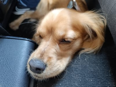 A golden-haired dog is sleeping on a dark, textured surface, possibly the seat of a vehicle. The dog's head is close to a dark, leather-like material. Part of its body is visible in the background, near a shoe. The background is blurry. The scene is indoors. There is no indication of the image's location being in Muselievo, Bulgaria.