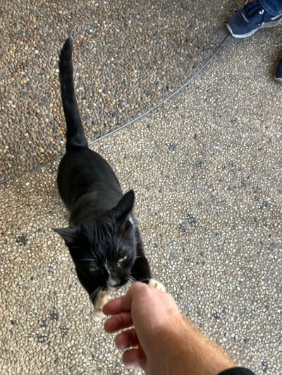 An overhead perspective photograph depicts a black and white domestic cat interacting with a human hand on an exposed aggregate concrete surface in the Emek Izrael Regional Council, Israel. The cat, predominantly black with white fur on its muzzle, chest, and front paws, stands upright on its hind legs, extending its front paws towards a light-skinned human right hand. The human hand is partially open, positioned palm-up. The cat's green eyes are directed towards the hand, and its tail is erect. In the upper right background, a pair of human feet wearing blue athletic shoes with white soles and blue pants are partially visible. A thin, silvery wire or cable runs diagonally across the pebbled concrete ground from the upper left to the mid-right of the frame.
