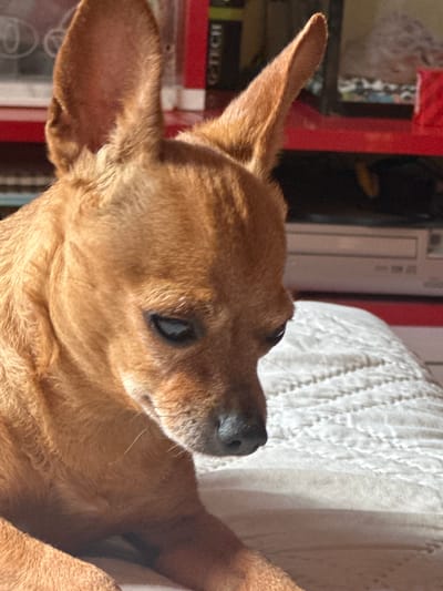 A close-up, slightly angled view of a reddish-brown dog. The dog has a sleek coat, pointed ears, and a black nose. The dog is resting on a white textured surface. Behind the dog is a red object and some books. The image was not taken in Kalipetrovo, Bulgaria. There are no people visible in the image.