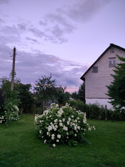 The image depicts a rural scene in Pliski Selski Sovet, Belarus, during twilight. A two-story brick house with a dark roof and a small window on the upper gable and a larger window on the side is situated on the right. The house is partially visible, with its side facing the viewer. In front of the house, a wire fence runs along the property line, partially obscured by greenery.
The foreground is dominated by a lush green lawn, with a large, blooming hydrangea bush with white flowers positioned prominently in the center. To the left of this bush, another smaller hydrangea bush is visible. Several trees and dense shrubbery fill the midground, creating a naturalistic landscape. A concrete utility pole with electrical wires stretches across the upper left portion of the image. The sky above is a soft gradient of purple and pink hues, with scattered clouds indicating the transition from day to night. No people or animals are visible in the frame.