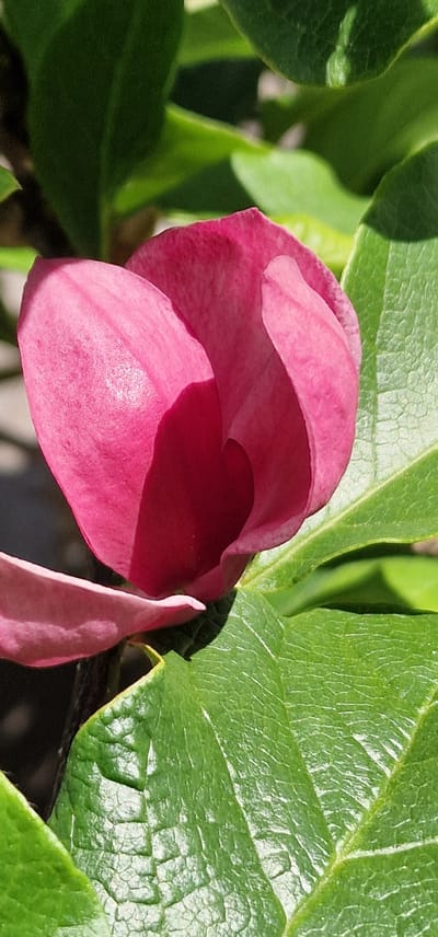 A close-up, vertical shot captures a partially opened pink magnolia bud, its petals unfurling to reveal a deep crimson interior. The bud is nestled amongst lush, vibrant green leaves, some of which are sharply in focus, displaying a textured surface with prominent veins. Sunlight highlights the delicate folds and curves of the petals, casting soft shadows. The background is a blur of green foliage and muted tones, suggesting an outdoor setting. The image was taken in Saulkrasti, Latvia.