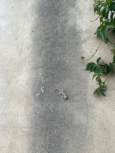 A lizard is seen on a textured concrete wall in Urbanització Tancat De L'alter, Spain. The wall has a gradient from light to dark gray, with some areas appearing smoother than others. Green ivy vines with dark stems are growing on the right side of the wall. The lizard, which is light gray and patterned, is positioned in the lower-middle section of the image. The background is entirely composed of the wall and the plant.