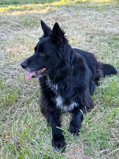 A black, medium-haired dog with white markings on its chest is lying in a grassy field. The dog is looking to the left, with its tongue hanging out. The grass is a mix of green and brown, with some patches of dry, straw-like grass. The background is out of focus, but appears to be more grass and possibly trees. There are no people or other objects visible in the image. The scene is likely outdoors in a rural or suburban area.