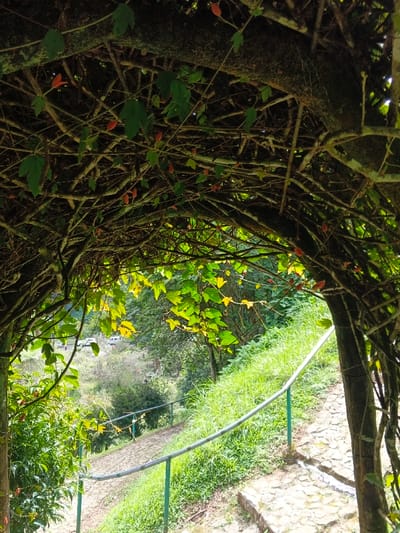 The image depicts an outdoor scene in Masulog, Philippines, viewed through a natural archway formed by a dense entanglement of tree branches and vines. The overhead canopy consists of numerous dark, woody branches and green leaves, interspersed with small, elongated red fruits. Filtered sunlight illuminates patches of vibrant green and yellow-green foliage within the archway. Directly ahead, a descending path composed of irregular stone pavers is visible. A silver metal handrail, supported by several green metal posts, runs along the right side of this pathway, bordering an upward-sloping, grass-covered embankment. In the background, beyond the immediate path, a verdant valley or lower elevation is visible, featuring dense trees and an apparent body of water. Two light-colored vehicles, possibly vans or SUVs, are discernible in the distance, indicating a remote road or developed area. No individuals or animals are present in the scene.