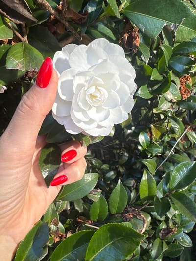 An unidentifiable person's left hand, adorned with bright red nail polish, gently cradles a pristine white camellia bloom amidst a backdrop of lush green foliage. The camellia's numerous petals are tightly layered, creating a complex, almost ruffled texture, with hints of yellow at its center. The leaves surrounding the flower are a deep, glossy green, some showing signs of wear with browning edges, indicative of an outdoor setting. The lighting suggests a sunny day, casting shadows and highlighting the textures of both the flower and the leaves. The image composition focuses on the delicate interplay between the hand and the flower, drawing the viewer's attention to their contrasting colors and forms.