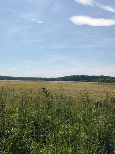This is a vertical, medium-shot, eye-level photograph of a vast, rural landscape under a bright, sunny sky. The foreground is dominated by tall, green grass and some dry stalks, suggesting a late summer or early autumn setting. The grass is lush and appears somewhat wild, with individual blades and seed heads clearly defined.
In the mid-ground, a large, flat field stretches out, partially harvested or mown, with visible rows of cut grass or straw. The field is a mix of golden-brown and green hues. A line of dark green trees forms a dense forest along the horizon, creating a distinct treeline that separates the field from the sky. The trees appear to be deciduous, given their dark, uniform green color.
The sky is a vibrant blue, with scattered, wispy white clouds. The sunlight is strong, casting a clear light over the entire scene and suggesting it is daytime, likely midday or early afternoon. There are no people or man-made objects visible in the frame, emphasizing the natural and undeveloped character of the landscape. The overall impression is one of peacefulness and natural beauty, characteristic of a rural environment in Russia, perhaps in the vicinity of Melikhovo. There is no visible text in the image.