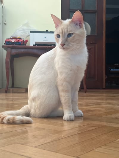 A light-colored cat with blue eyes sits on a wooden floor. The cat has light fur with some orange-brown markings on its tail. In the background, there is a wooden table with a printer and a toy car on it. A wooden door is visible to the right of the cat. The scene appears to be indoors, likely in a residential setting. The image does not provide information about the city of Vardane-Verino, Russia.